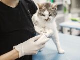 A white cat being examined by a veterinarian wearing surgical gloves in a clinic.