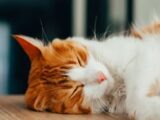 Peaceful ginger tabby cat sleeping indoors, showcasing its soft fur and relaxed posture.