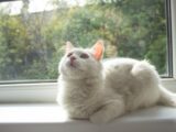 a cat sitting on a window sill