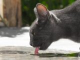 Termoregulacja kotów: Pocenie, przegrzanie i ochrona w upały