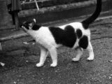 A monochrome image of a curious cat walking on a cobbled street, sniffing a wooden structure.